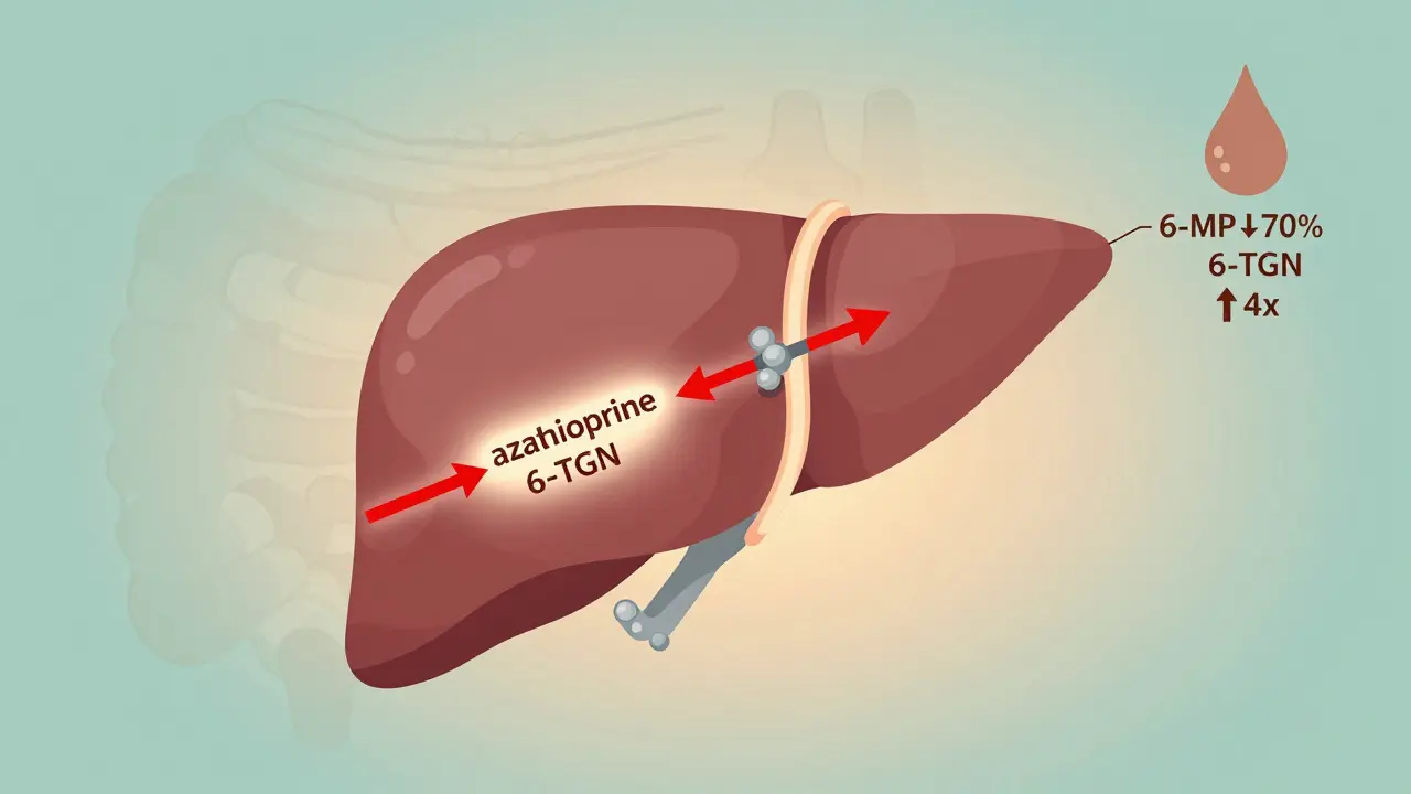 Azathioprine and Allopurinol: How Low-Dose Combination Therapy Prevents Toxic Metabolite Buildup